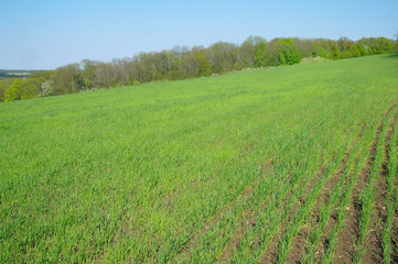 Fototapeta premium Spring coming to the land