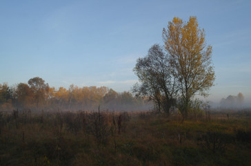 Fototapeta premium autumn forest with misty morning