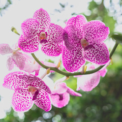 Pink orchid flowers in tropical garden blur background.