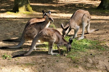 The kangaroos eat lunch.