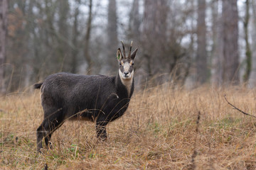 Chamois dans la forêt
