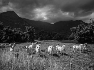 Fototapeta premium cows in the pasture with mountains and rain clouds in the background.