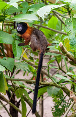 Capuchin Monkey Isla de Los Monos