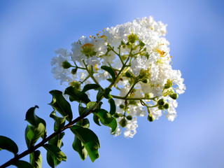 branch of tree with flowers on background of blue sky