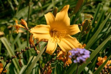 Lilie im Garten