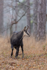 Chamois dans la forêt
