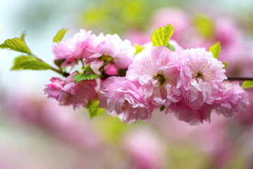 A branch of beautiful pink cherry blossoms in Japan. Horizontal photography