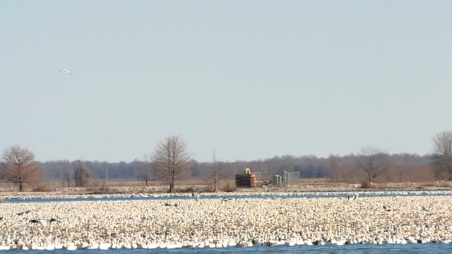 Large flock of snow geese