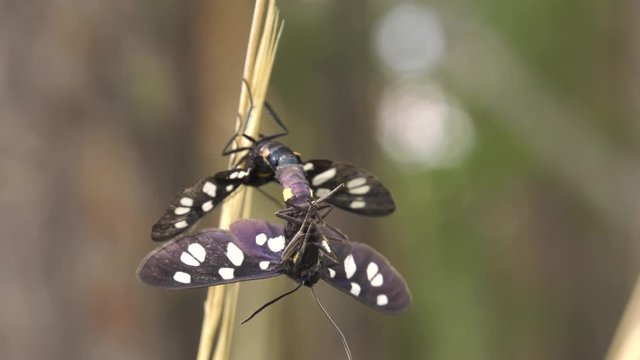 Copulating of yellow belted burnet (Amata phegea).