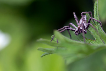 Araignée