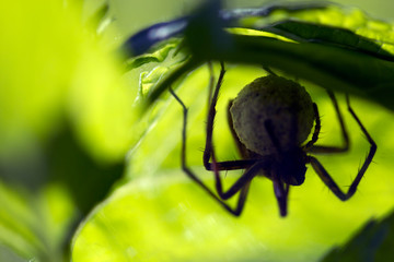 Araignée