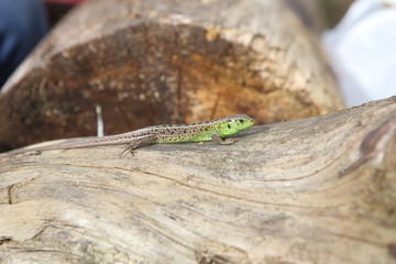 green lizard wooden stump outside sunny weather