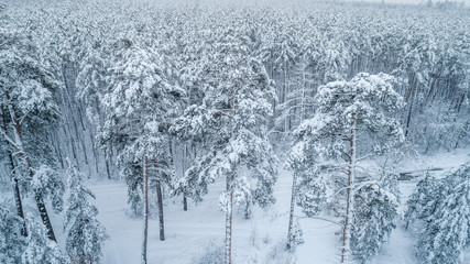 Aerial view of snow-covered tops of pines.