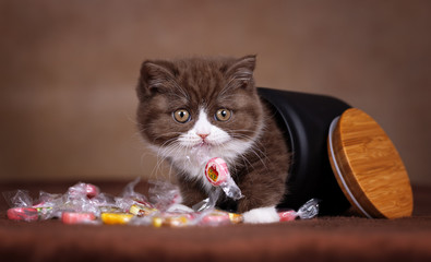BKH Kitten mit Bonbon im Mund krabbelt aus Dose © Wabi-Sabi Fotografie