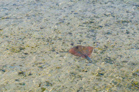 The young stingray in the clear water of the tropical sea