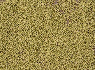 Large basket of green split peas drying inside Tulou in Fujian Province in China