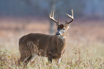 White-tailed deer buck in open meadow