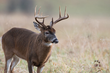 Naklejka na ściany i meble White-tailed deer buck in open meadow