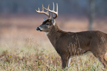 White-tailed deer buck in open meadow