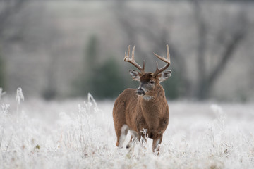 White-tailed deer buck in frost covered field