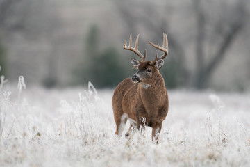 White-tailed deer buck in frost covered field