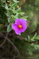 Fototapeta premium fleur mauve cinq pétales