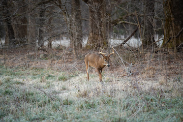 White-tailed deer buck in open meadow