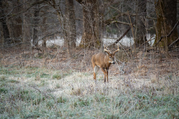 White-tailed deer buck in open meadow