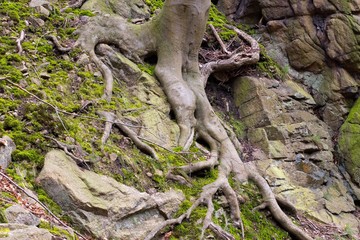 Wurzeln einer Rotbuche (Fagus sylvatica) auf Felsen, Bodetal, Harz, Sachsen-Anhalt, Deutschland, Europa