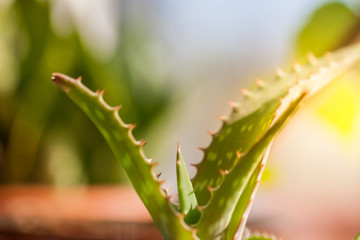Aloe cactus succulent leaves indoors, sunny day