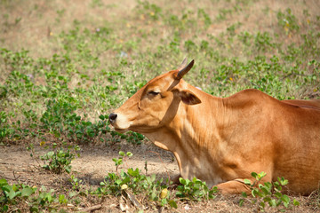 red cow lies in a meadow. Close