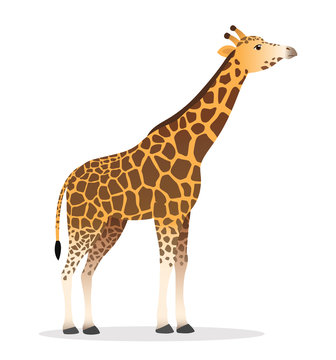 Giraffe cartoon head up animal wildlife vector illustration icon isolated on white 