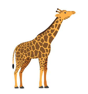Giraffe head up flat animal wildlife vector illustration icon isolated on white