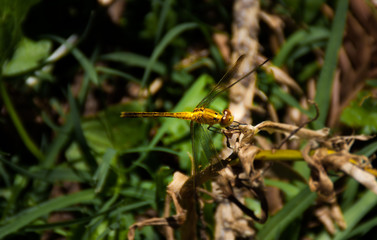 Dragonfly in the back yard