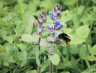 Bumblebee on the flowers