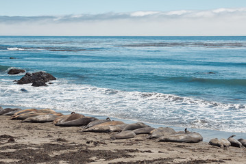  Elephant seal rookery on Piedra Blancas beach in Big Sur California