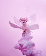 Pink orchid inside water white background color red acpylic underwater paint ink dye pastel under...