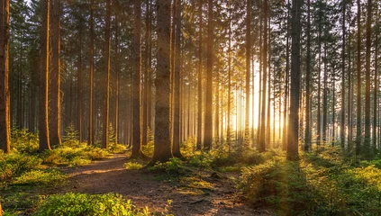 Abwaschbare Fototapete Schokoladenbraun Stiller Wald im Frühling mit schönen hellen Sonnenstrahlen