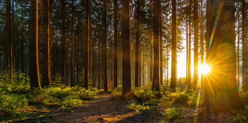 Foto op Plexiglas Silent Forest in het voorjaar met prachtige felle zonnestralen © AA+W