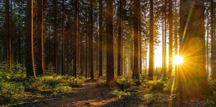 Silent Forest in spring with beautiful bright sun rays