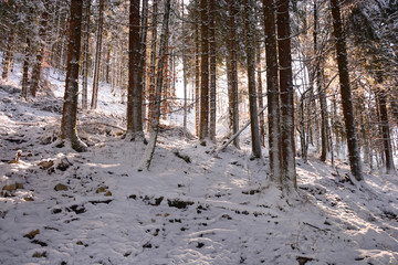 the rays of sunshine of the Spring begin to melt the last snows in the forests
