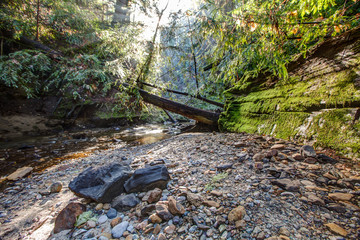 wide angle creek with fallen redwood trees 