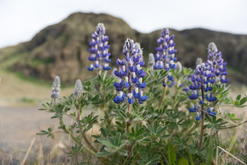 Spring Lupines in Iceland with a Rocky Backrop