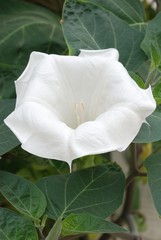 Dope-grass is a poisonous plant