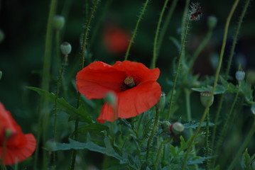 red poppy in a field