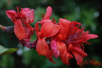 red flower in garden