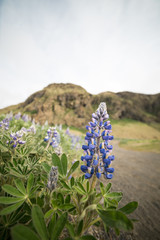 Spring Lupines in Iceland with a Rocky Backrop