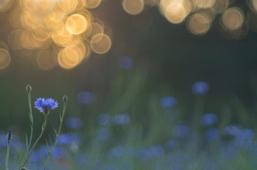 Cornflowers photographed with a vintage lens.
