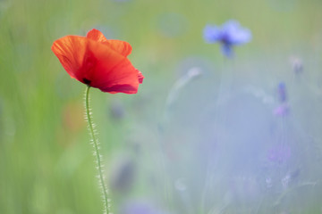 Obraz premium Poppies, a spring feeling - cornflowers in the back.
