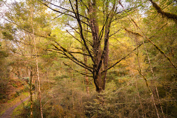 Natural New Zealand bush along West Bank of Matakitaki River